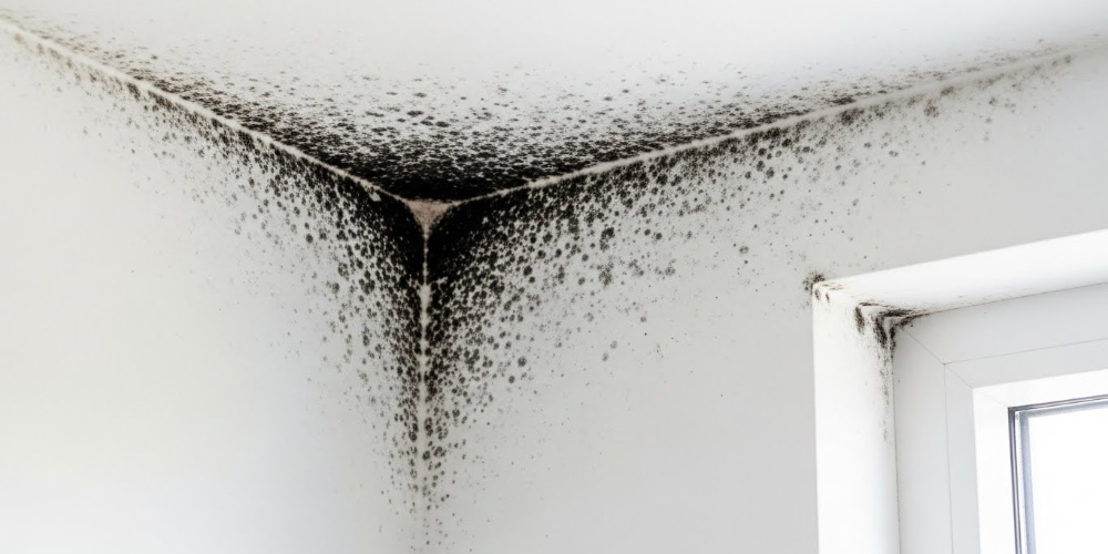 Air-Duct-Dryer-Vent-Cleaning-Fl-Mold-Removal-and-Remediation-services