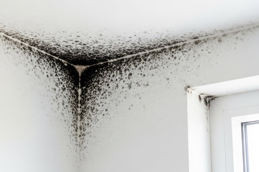 Air-Duct-Dryer-Vent-Cleaning-Fl-Mold-Removal-and-Remediation-services